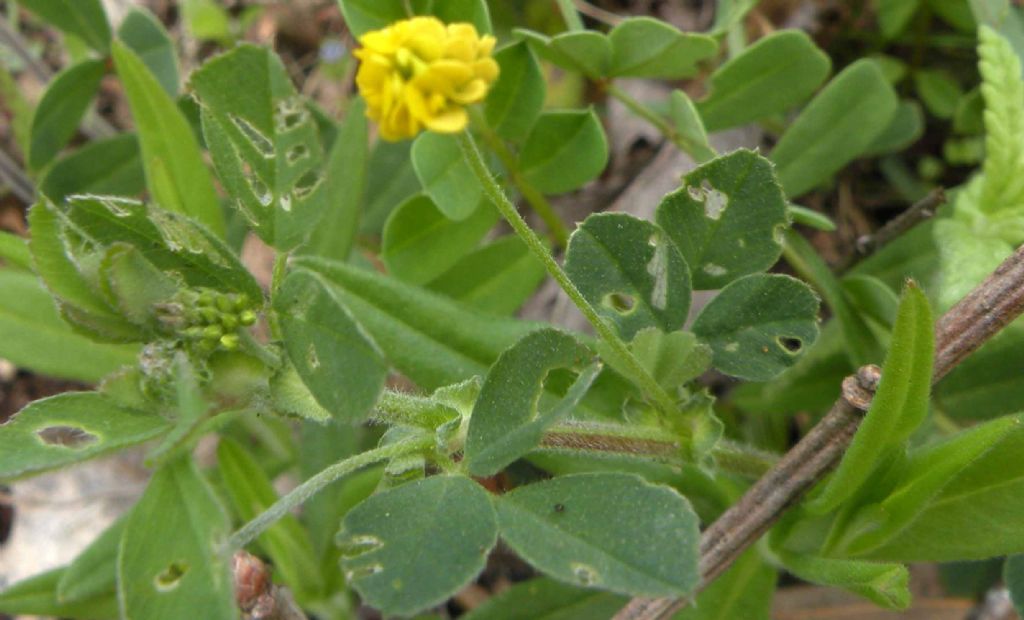 Medicago lupulina / Lupolina