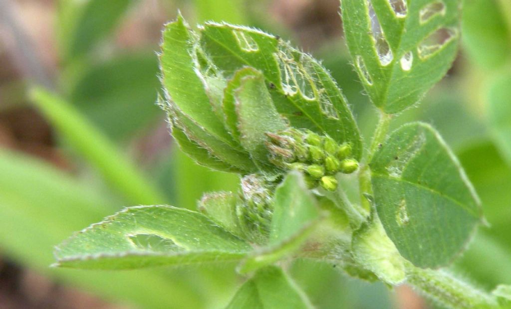 Medicago lupulina / Lupolina