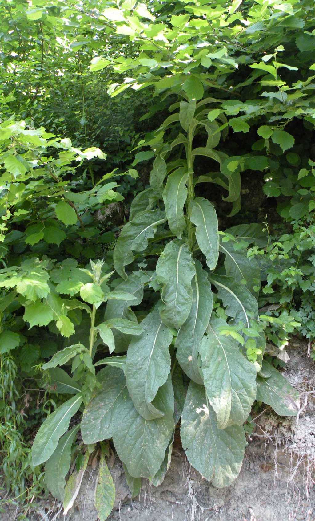 Secondo voi,  un Verbascum? si, cfr. tapsus