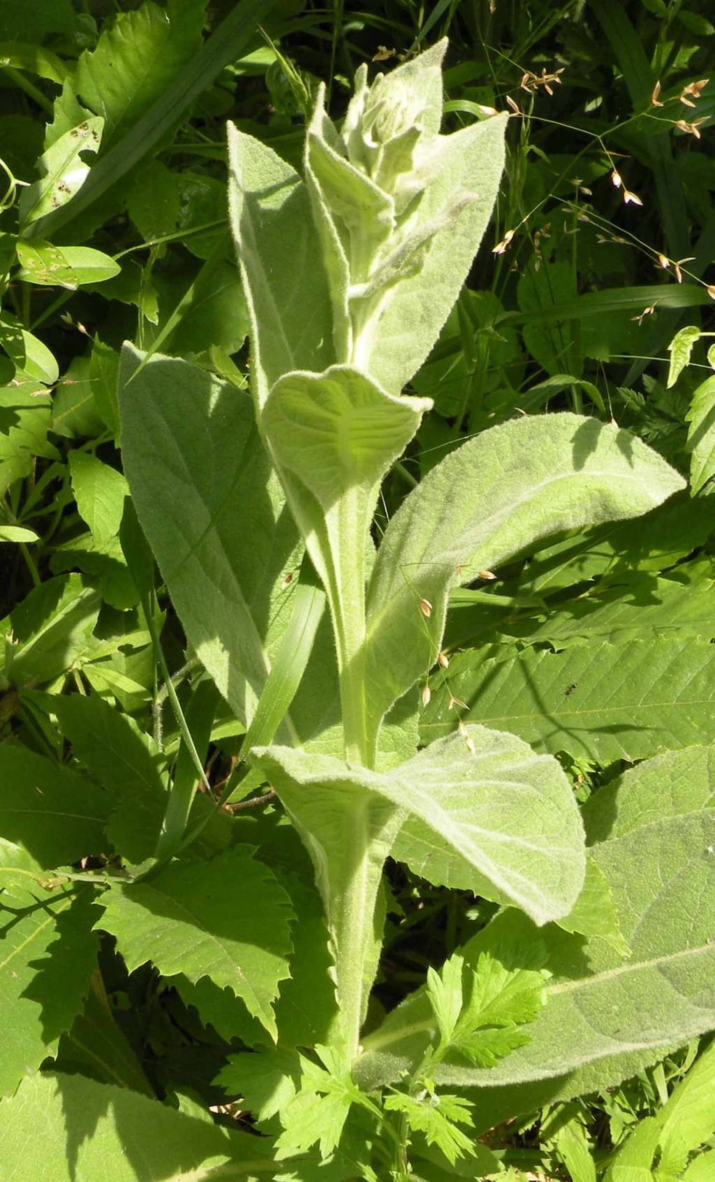 Secondo voi,  un Verbascum? si, cfr. tapsus