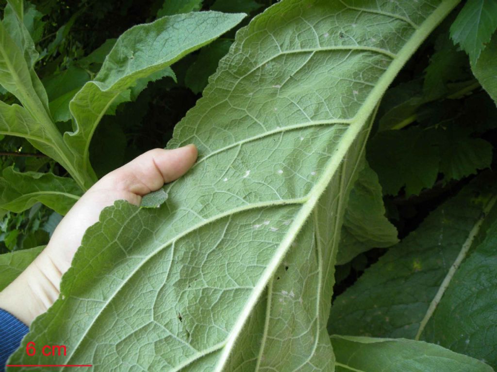 Secondo voi,  un Verbascum? si, cfr. tapsus