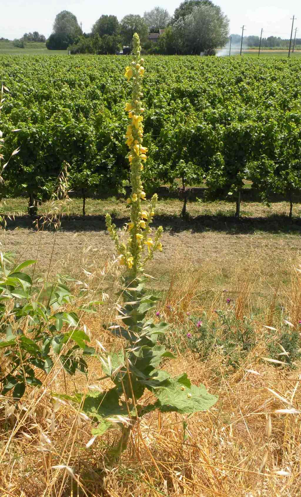 Verbascum phlomoides