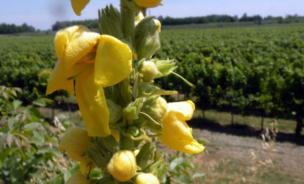 Verbascum phlomoides