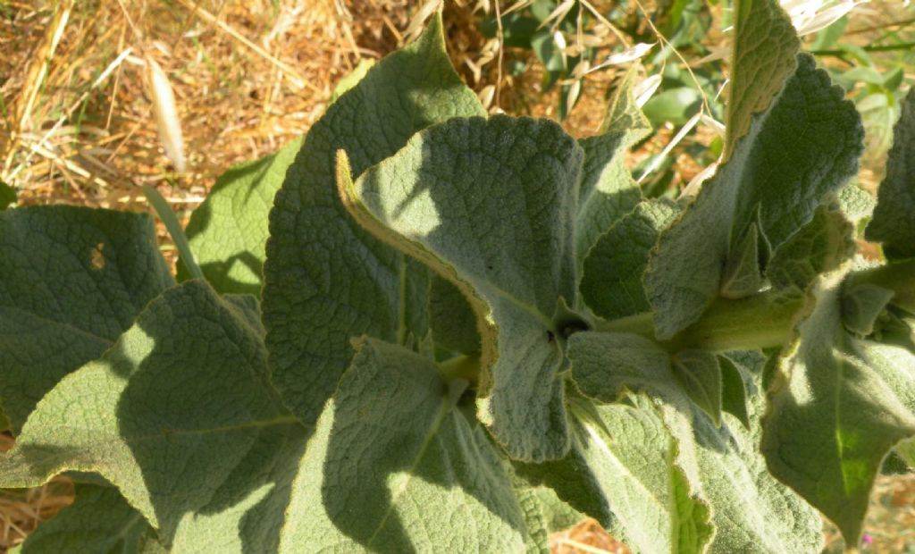 Verbascum phlomoides