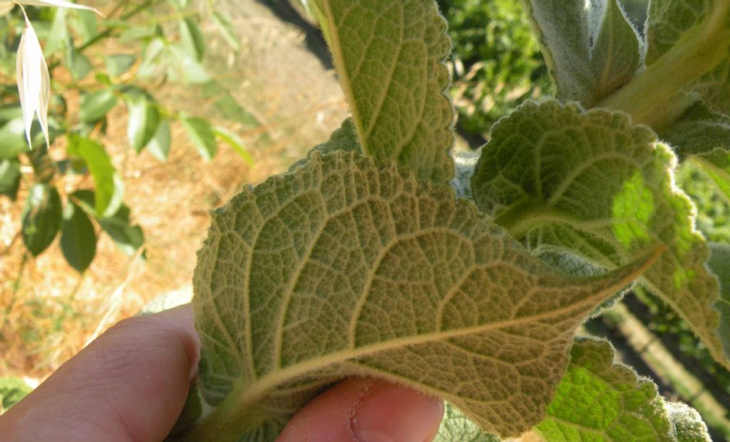 Verbascum phlomoides