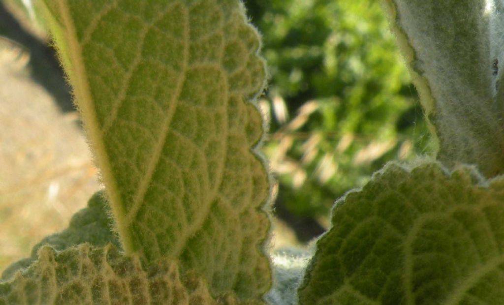 Verbascum phlomoides