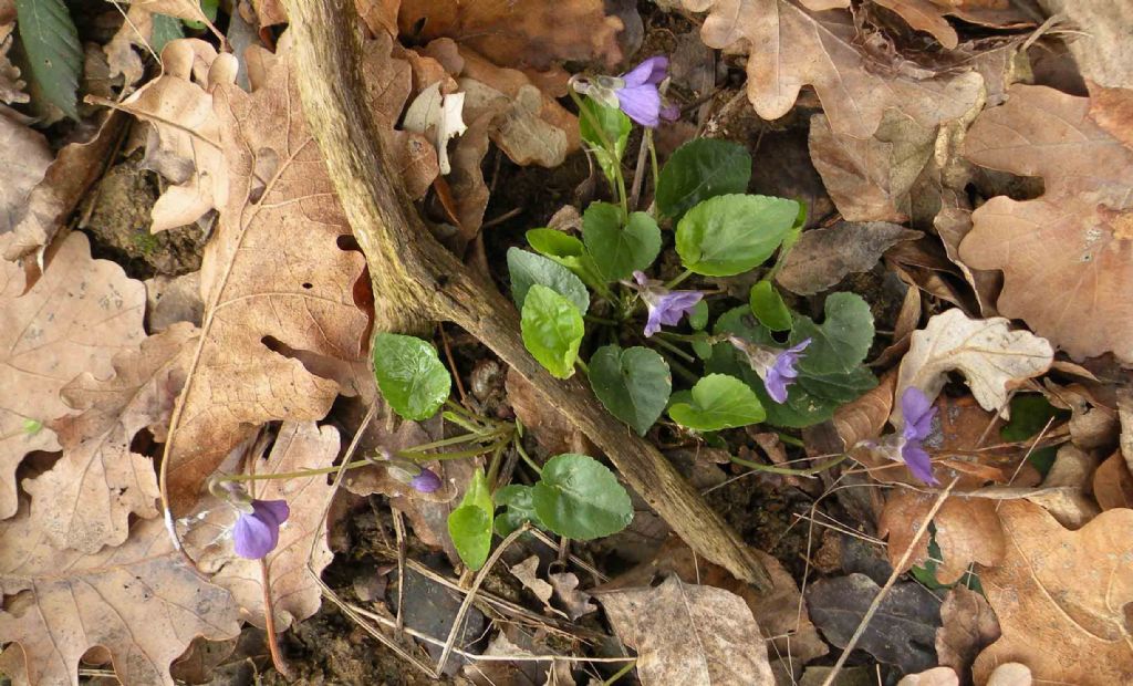 Viola di San Valentino