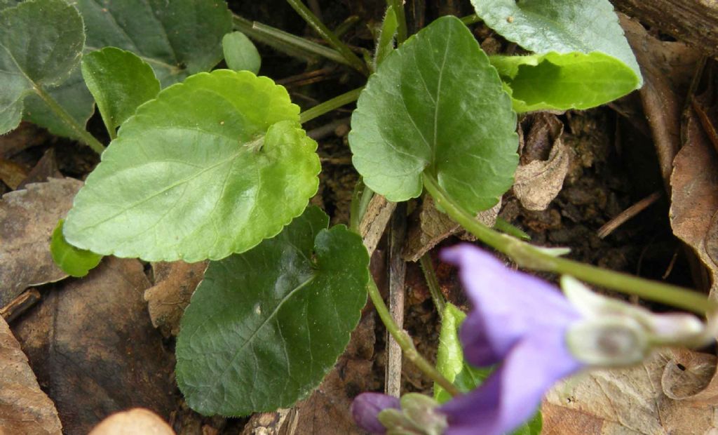 Viola di San Valentino