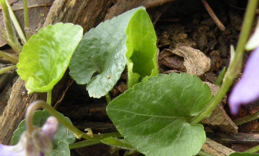 Viola di San Valentino