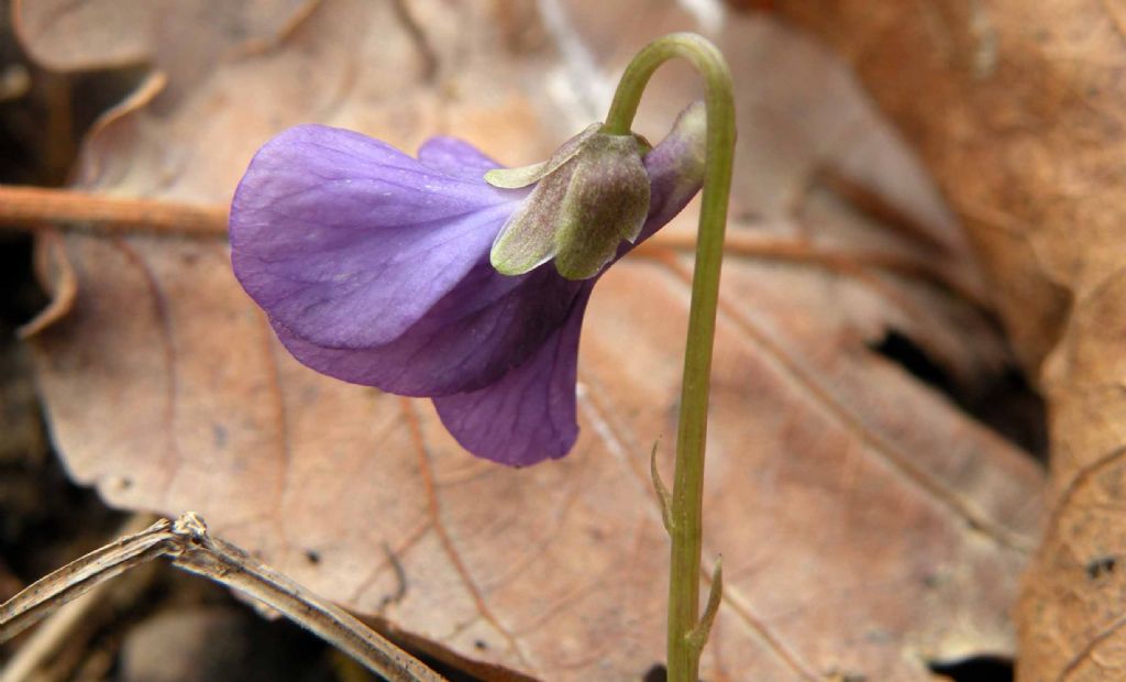 Viola di San Valentino