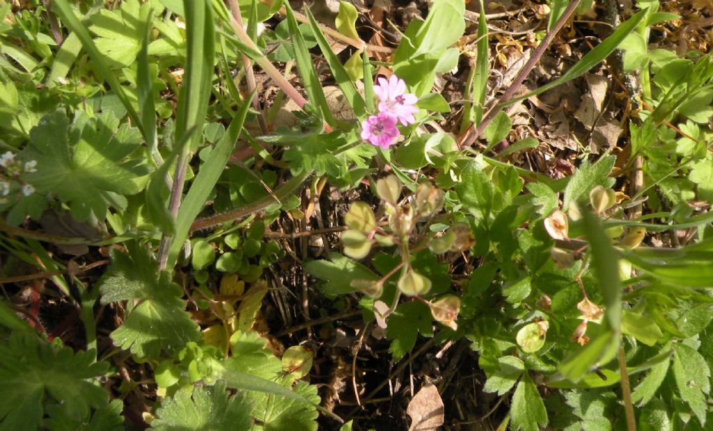 Geranium molle