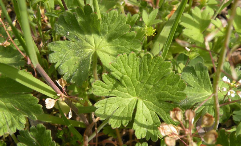 Geranium molle