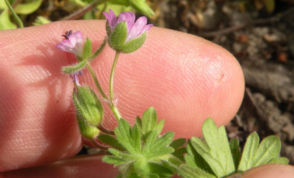 Geranium molle