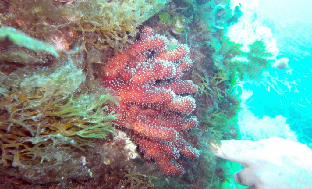 Due Alcyonium dalle isole Medes
