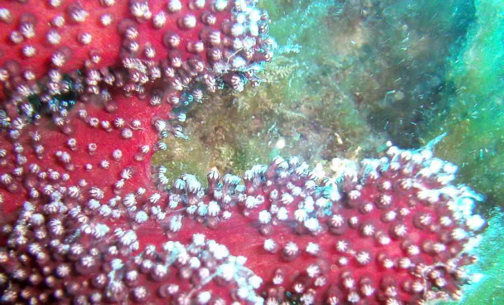 Due Alcyonium dalle isole Medes