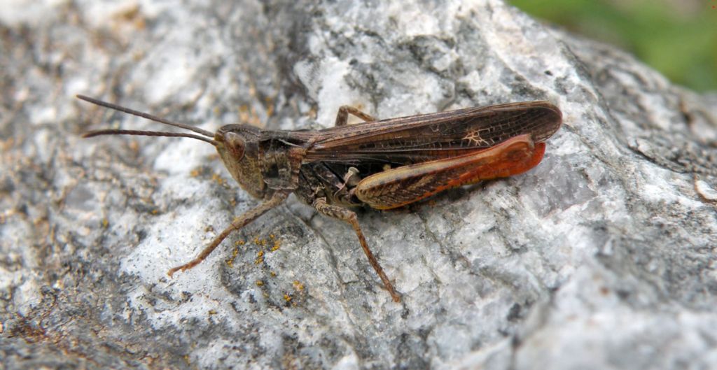 Chorthippus (Glyptobothrus) brunneus?    S, C. brunneus brunneus