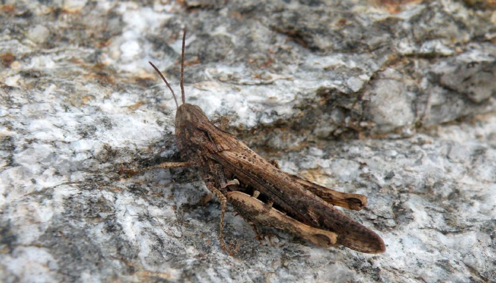 Chorthippus (Glyptobothrus) brunneus?    S, C. brunneus brunneus