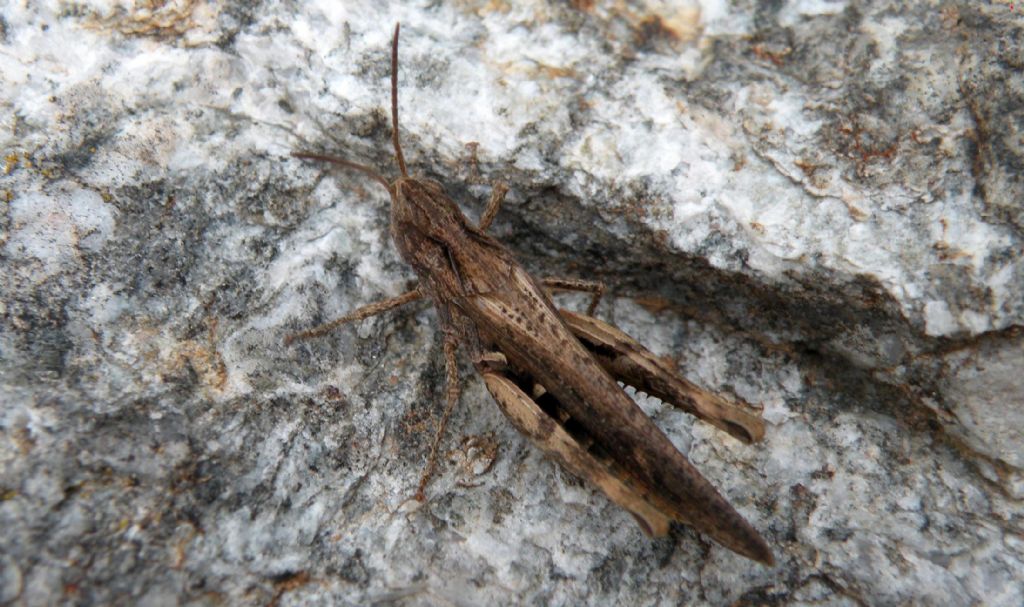 Chorthippus (Glyptobothrus) brunneus?    S, C. brunneus brunneus