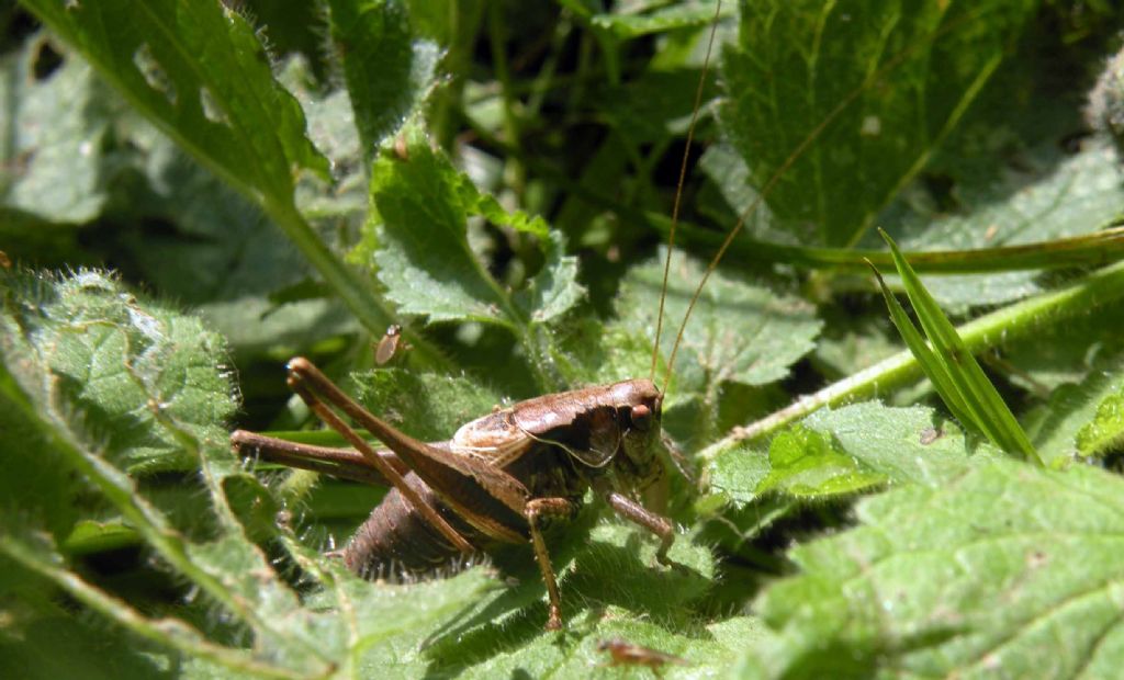 Tettigoniidae: Pholidoptera griseoaptera?  S  !