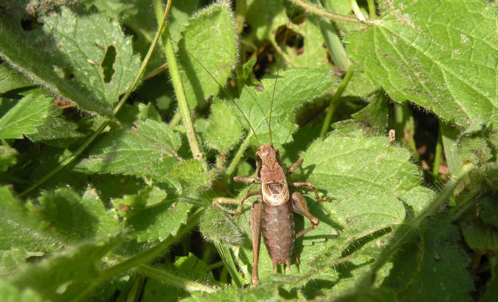 Tettigoniidae: Pholidoptera griseoaptera?  S  !