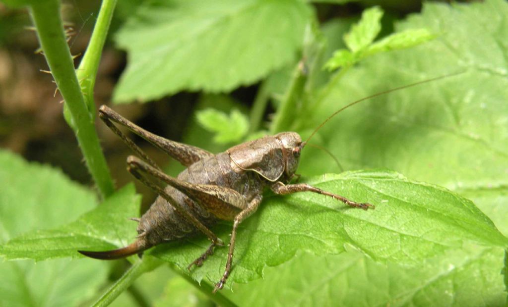 Tettigoniidae: Pholidoptera griseoaptera?  S  !