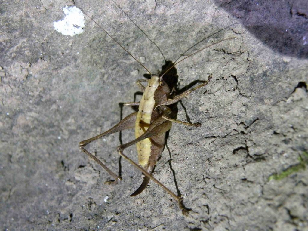 Tettigoniidae: Yersinella raymondi?    No, Pholidoptera griseoaptera