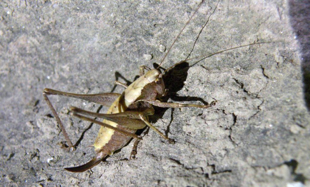 Tettigoniidae: Yersinella raymondi?    No, Pholidoptera griseoaptera