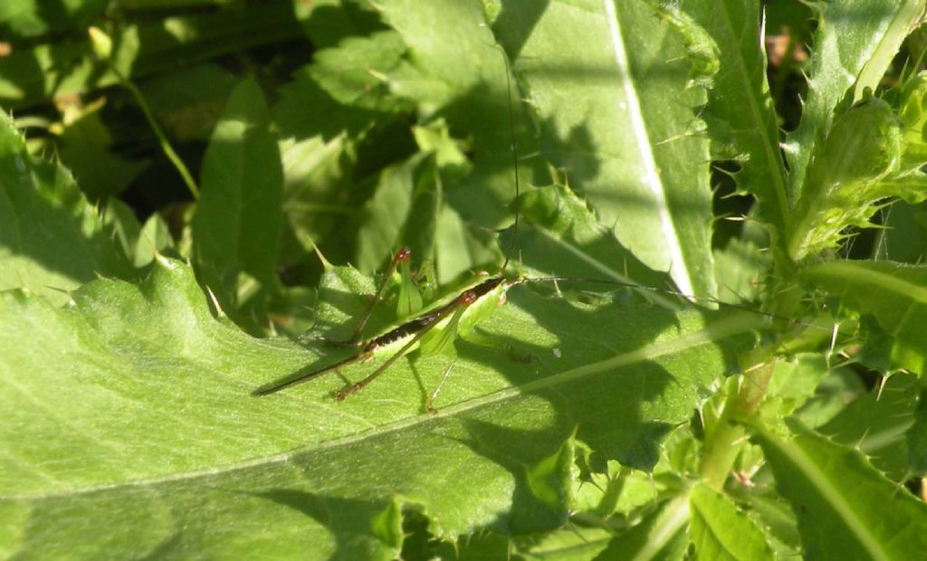 Conocephalidae:   Anisoptera fusca