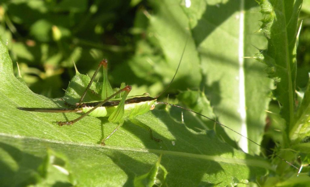 Conocephalidae:   Anisoptera fusca