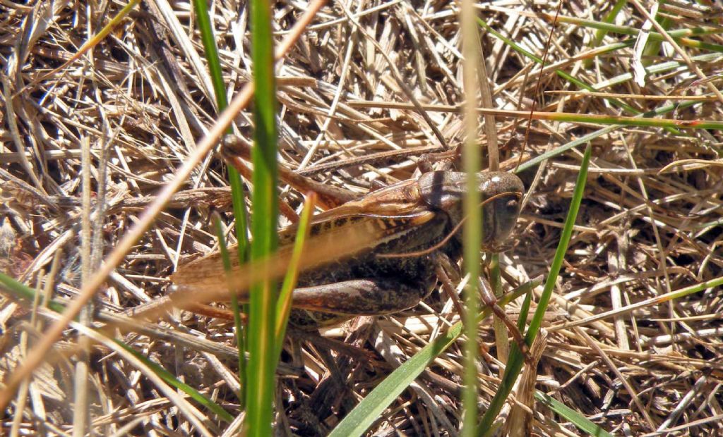 Tra l''erba...un Decticus verrucivorus