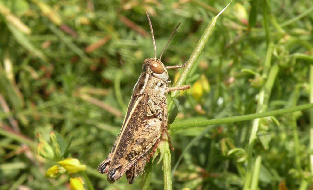 Istria: se sono Calliptamus, allora...sono C. italicus.   S !