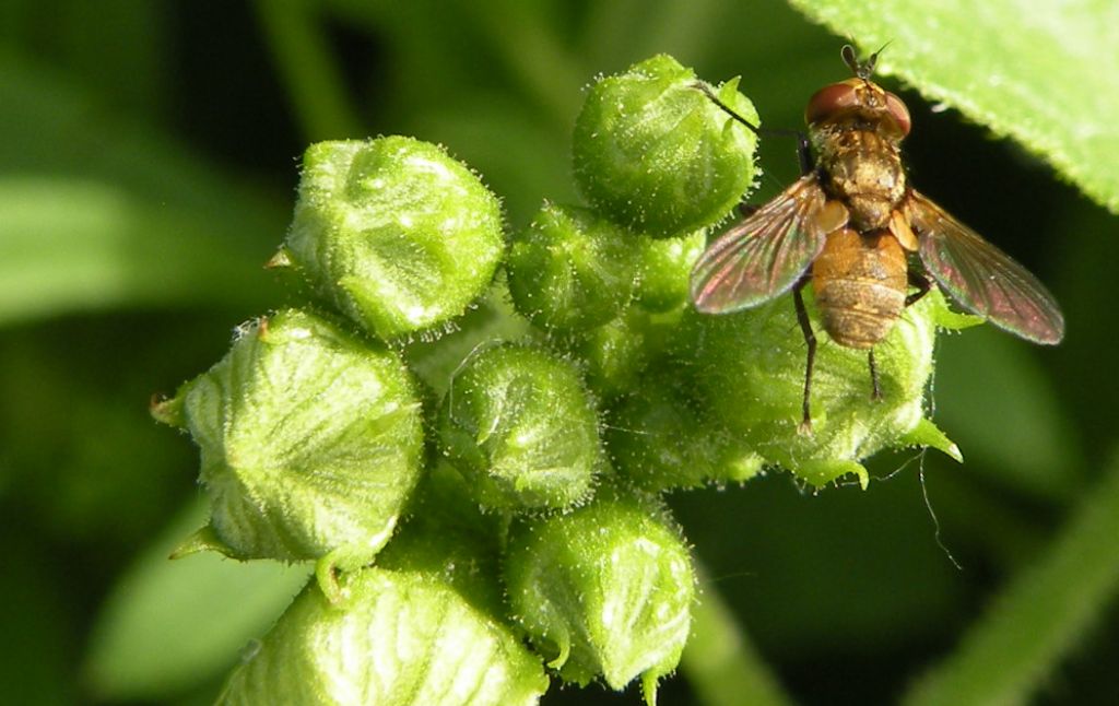 Boh! Forse una Phaonia? No, Eliozeta helluo (Tachinidae)