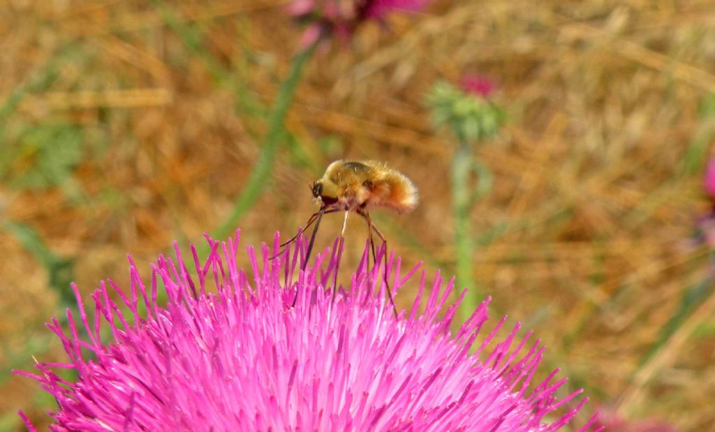 Bombyliidae... senza ali?