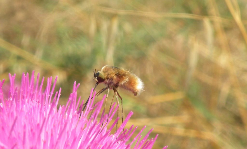 Bombyliidae... senza ali?