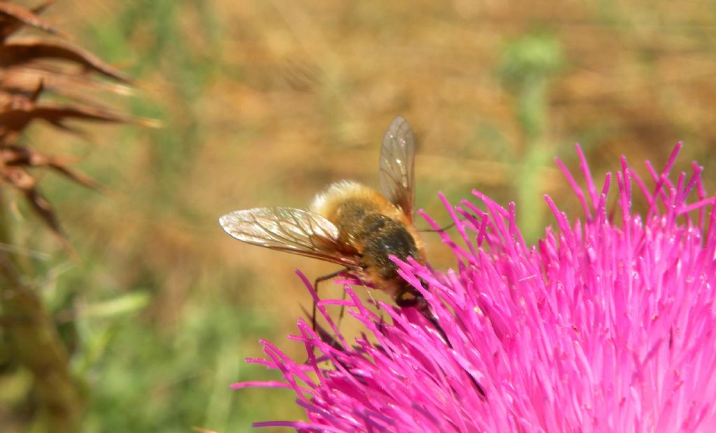 Bombyliidae... senza ali?