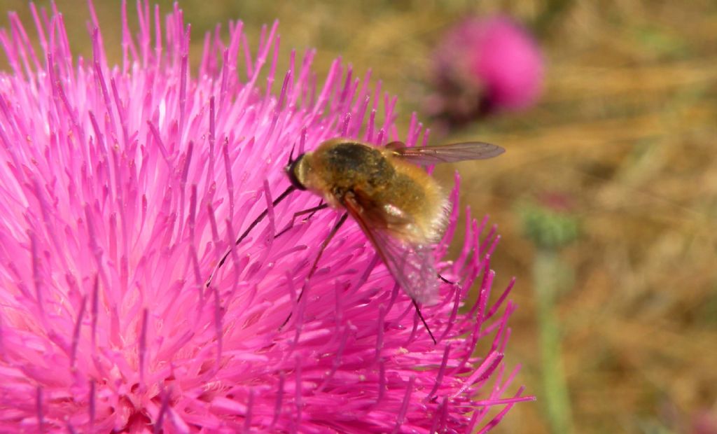 Bombyliidae... senza ali?