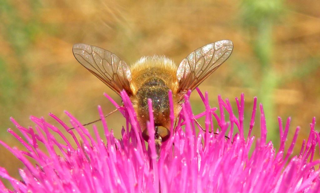 Bombyliidae... senza ali?