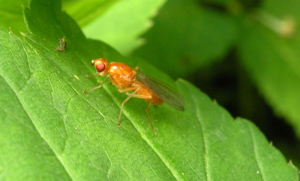 Dryomyzidae?  No, Psilidae:  Psila sp. o Psilosoma sp.