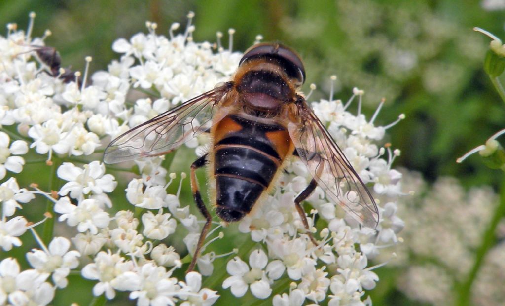 Syrphidae: Eristalis pertinax