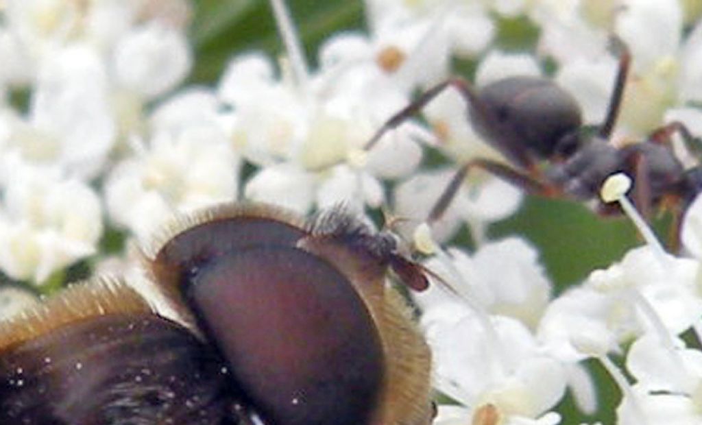 Syrphidae: Eristalis pertinax