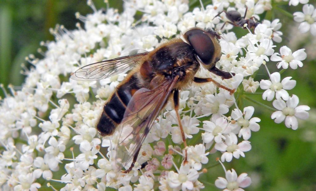 Syrphidae: Eristalis pertinax