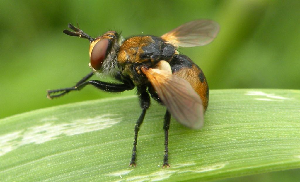 Forse Gymnosoma.. forse clavatum?