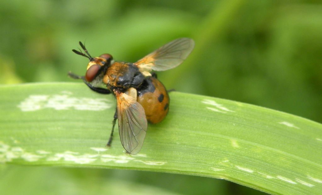 Forse Gymnosoma.. forse clavatum?