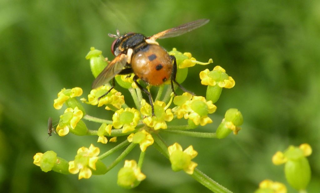 Forse Gymnosoma.. forse clavatum?