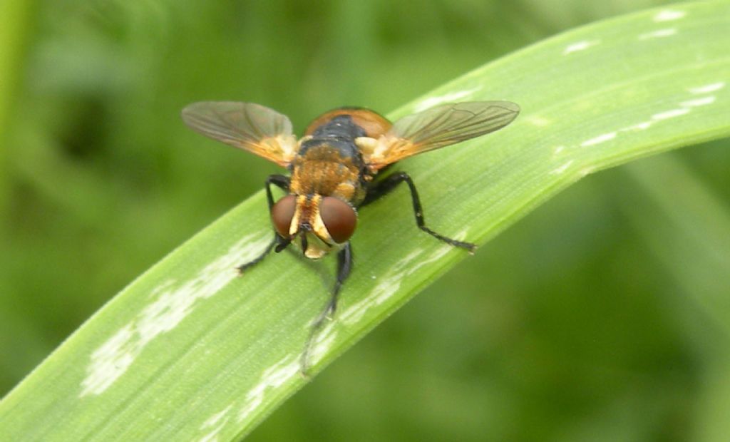 Forse Gymnosoma.. forse clavatum?