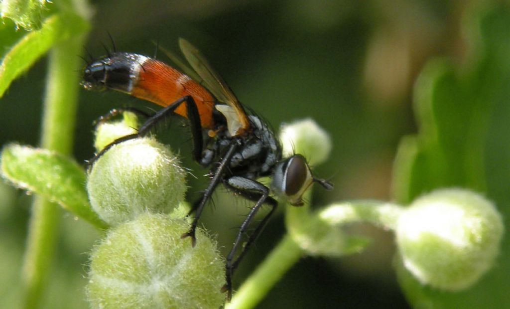 Difficile.. dalla Grecia: Cylindromyia sp. (Tachinidae)