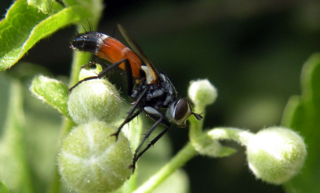 Difficile.. dalla Grecia: Cylindromyia sp. (Tachinidae)