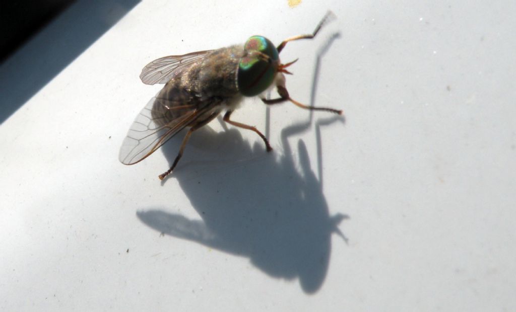 Tabanidae dai grandi occhi verdi