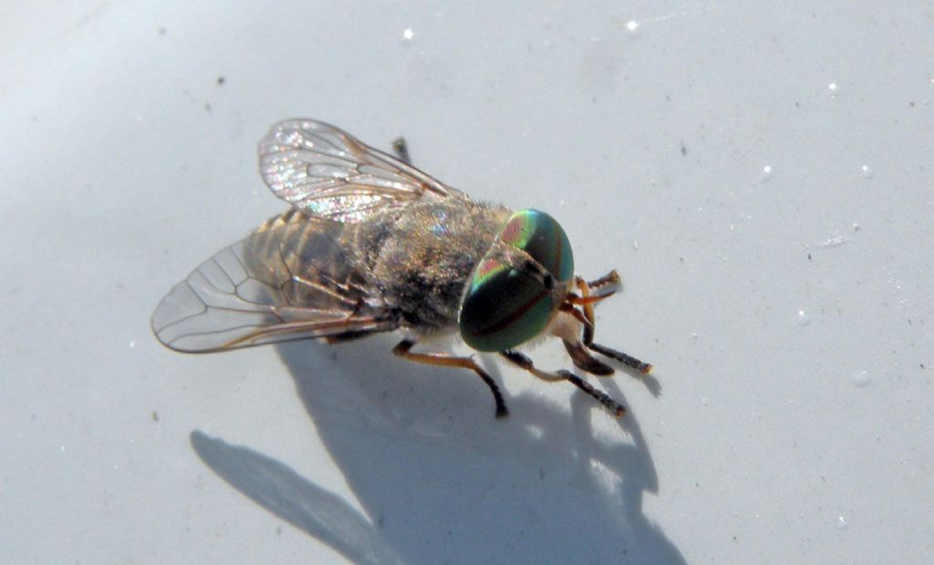 Tabanidae dai grandi occhi verdi