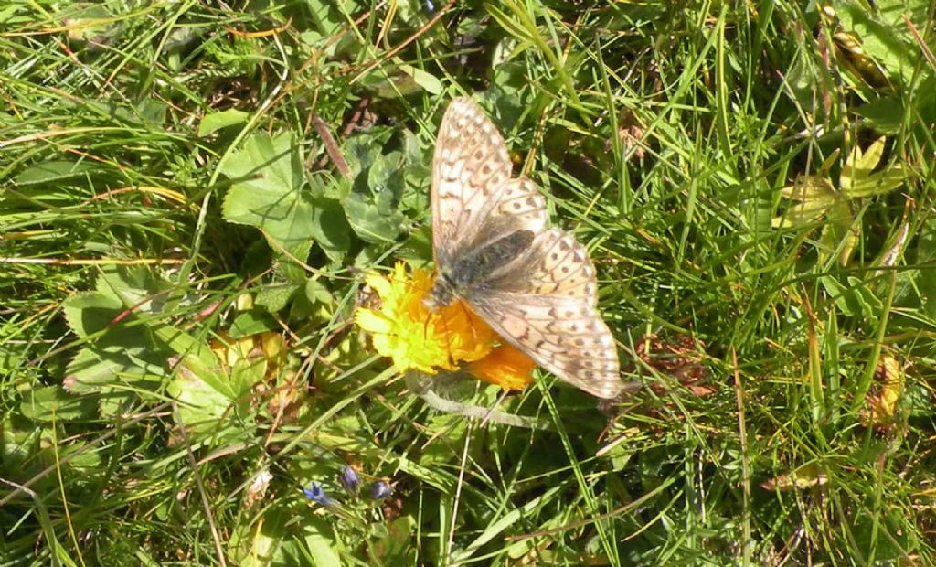 Mi sembra una Boloria.... - Boloria napaea, Nymphalidae